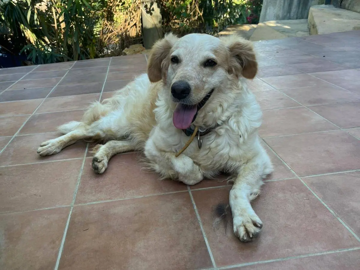 Adotta un cane, taglia piccola, femmina, Trapani