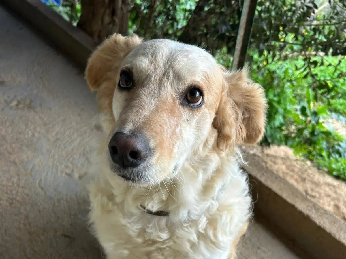 Adotta un cane, femmina, 6 anni e 1 mese, Trapani
