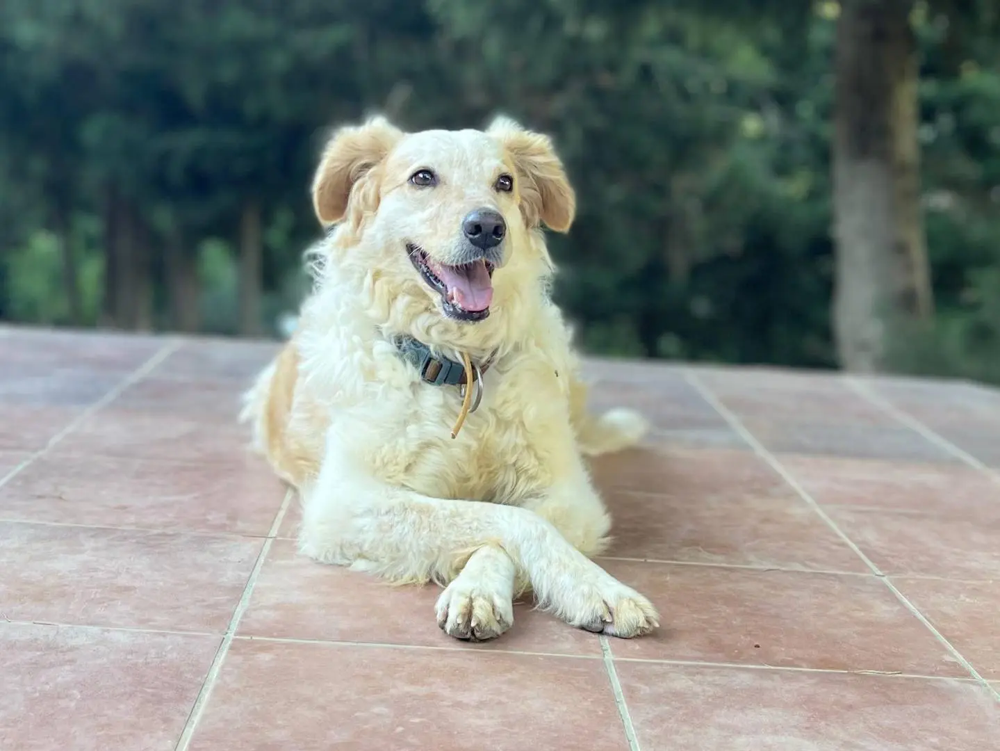 Adozione cane, femmina, Razza sconosciuta Razza sconosciuta, 6 anni e 1 mese, taglia piccola, Trapani