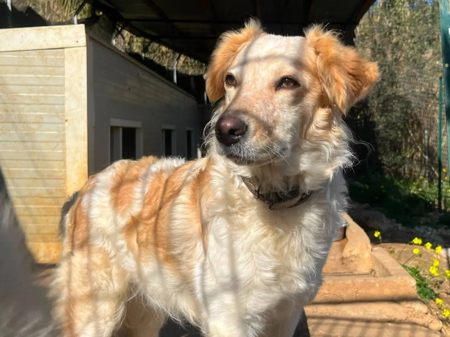 Vuoi adottare un cane a Trapani?