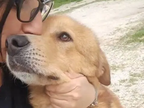 Adozione cane, maschio, Golden Retriever Razza sconosciuta, 3 anni e 5 mesi, taglia grande, Milano