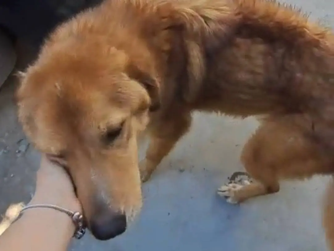 Adotta il cane Biscotto a Milano