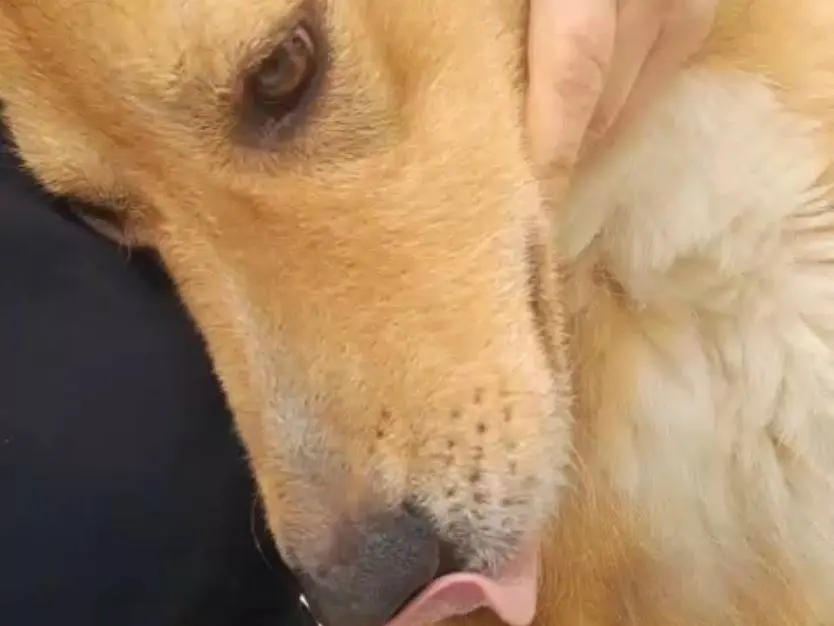 Vuoi adottare un cane a Milano?