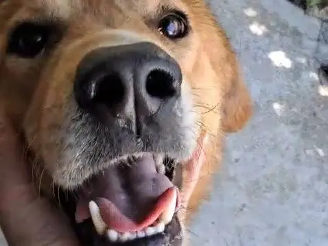 Adotta un cane, maschio, 3 anni e 5 mesi, Milano
