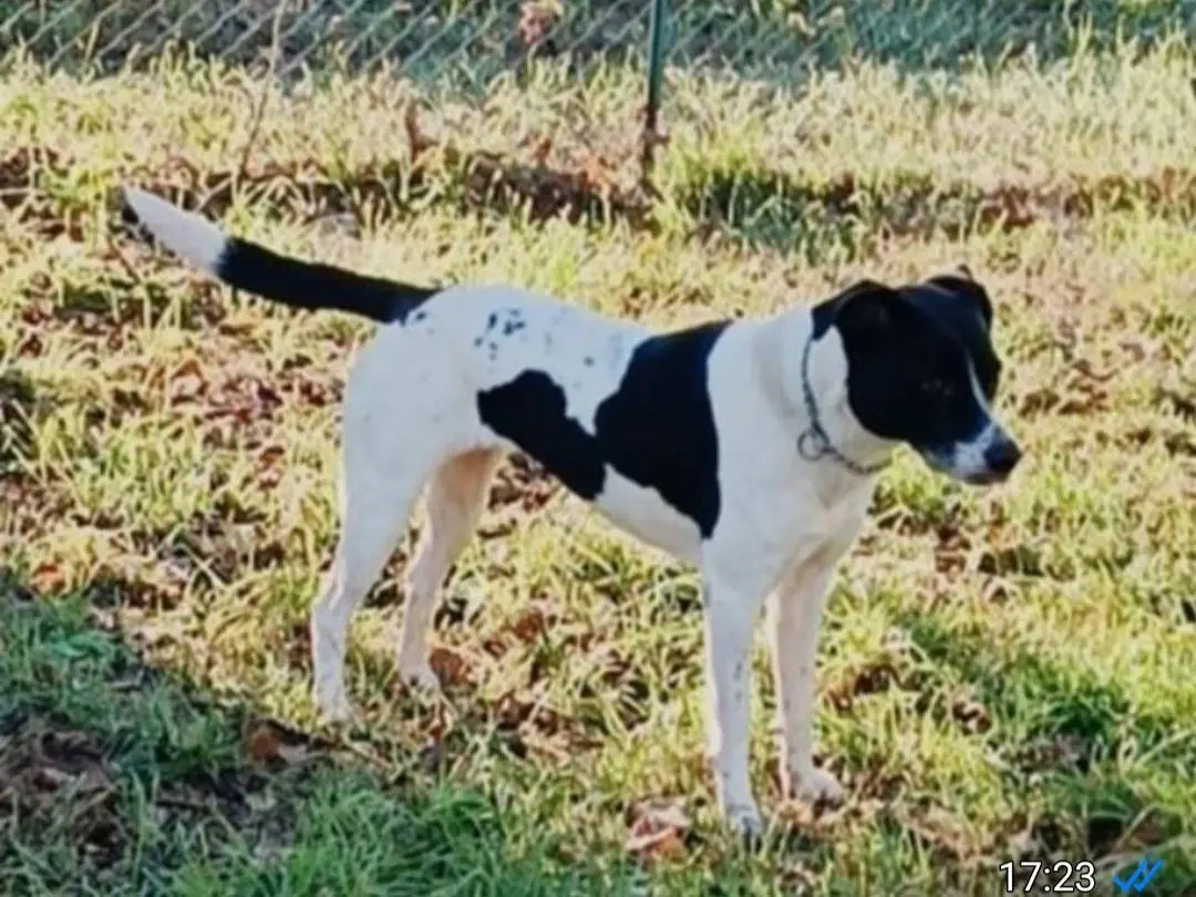 Adotta un cane, taglia media, femmina, Milano