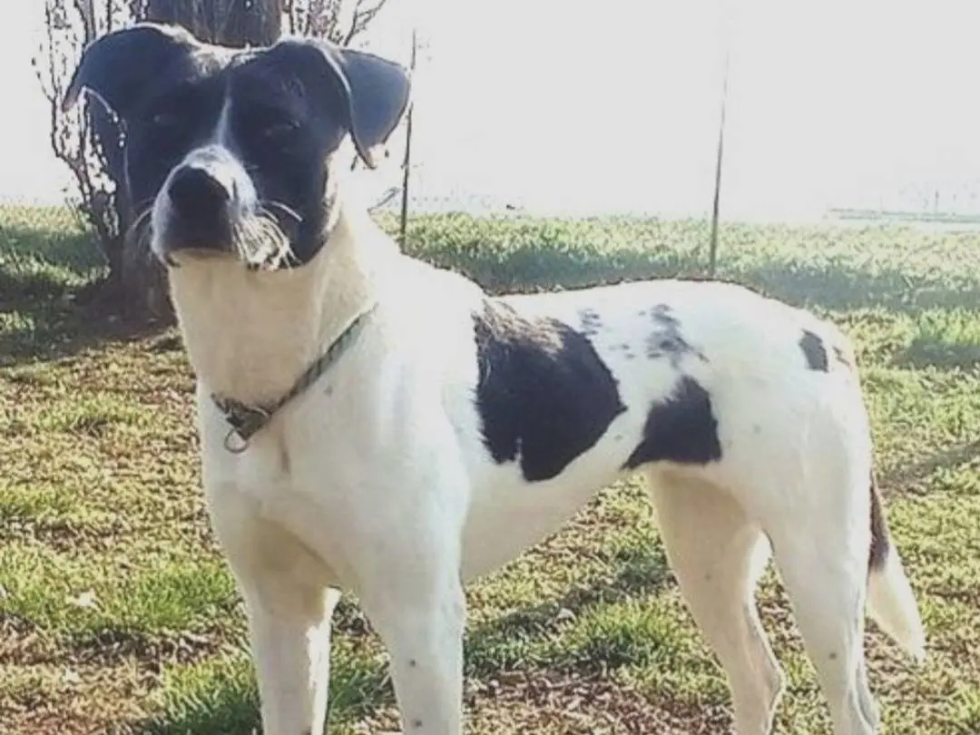 Adotta un cane, femmina, 5 anni e 10 mesi, Milano