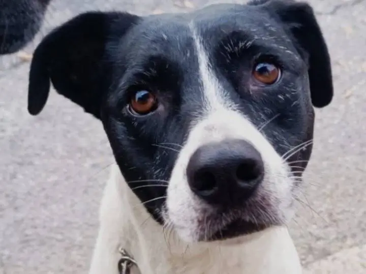 Adozione cane, femmina, Razza sconosciuta Razza sconosciuta, 5 anni e 10 mesi, taglia media, Milano