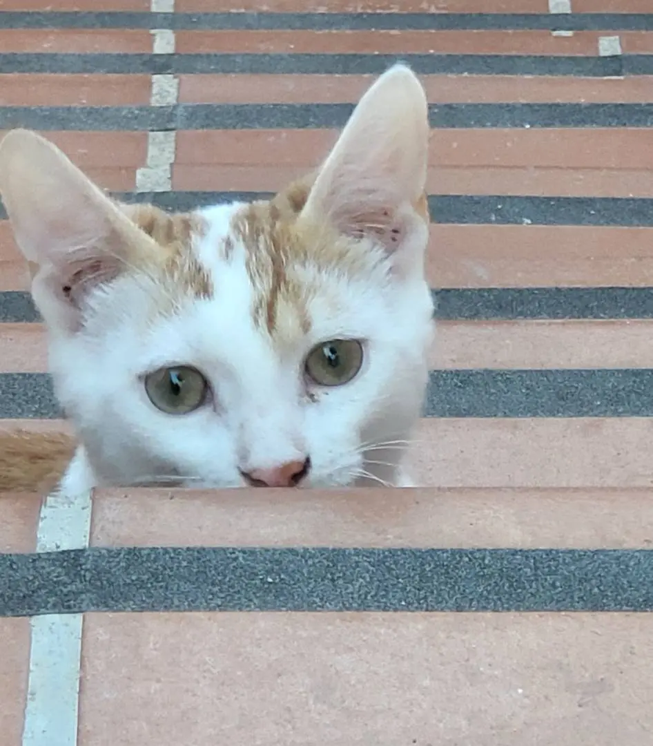 Adozione gatto, maschio, meticcio, 3 anni e 5 mesi, taglia non valida, Sassari