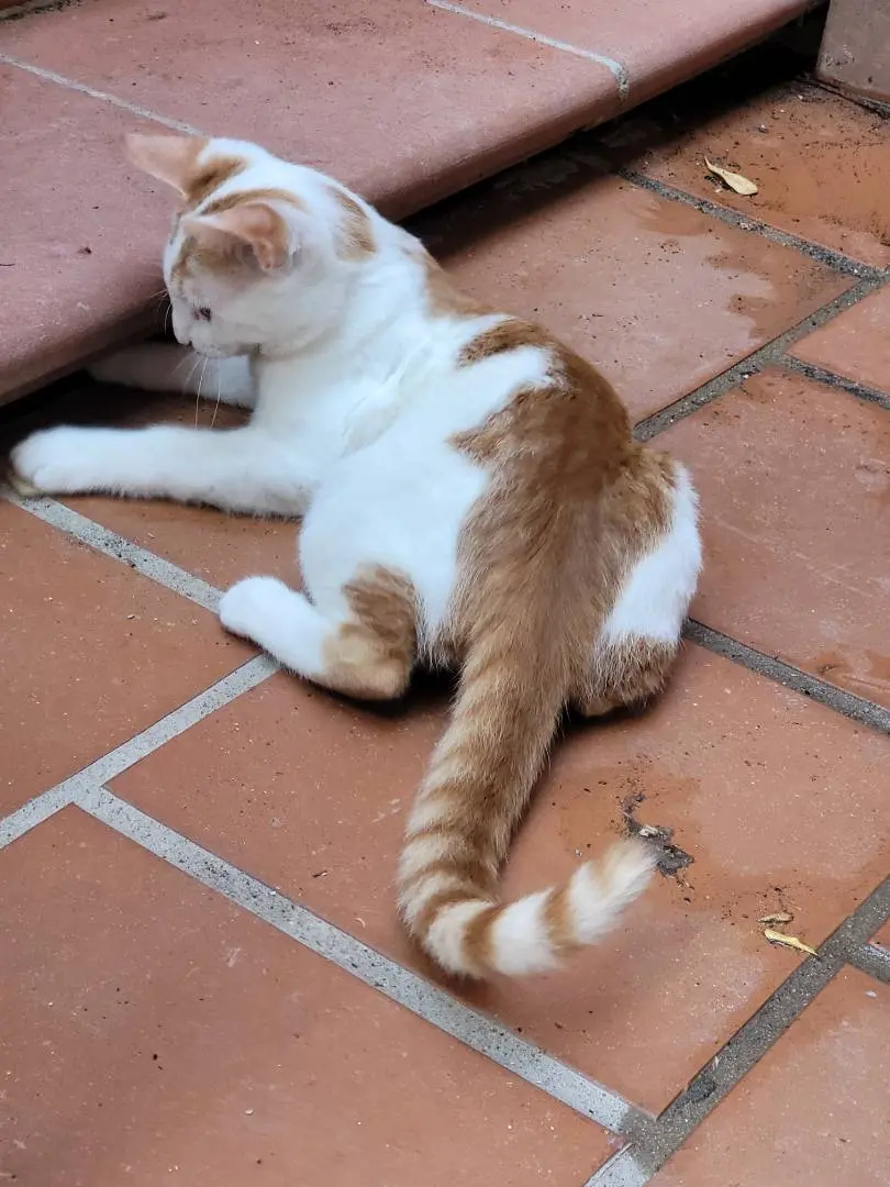 Adotta un gatto, maschio, 3 anni e 5 mesi, Sassari