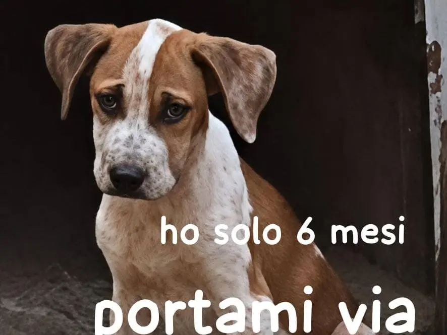 Adozione cane, femmina, Pitbull Razza sconosciuta, 8 mesi, taglia media, Genova
