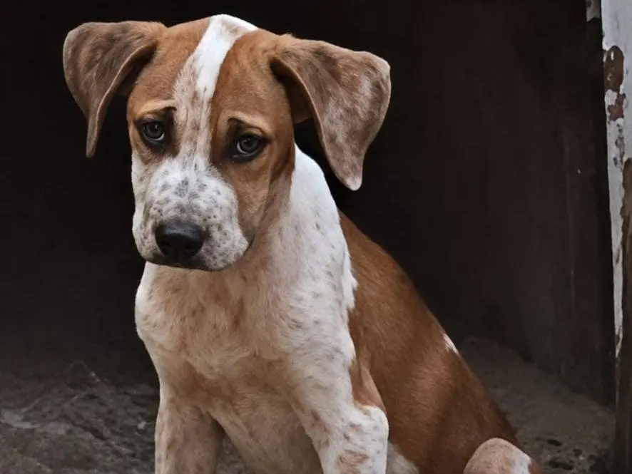 Adotta un cane, femmina, 8 mesi, Genova