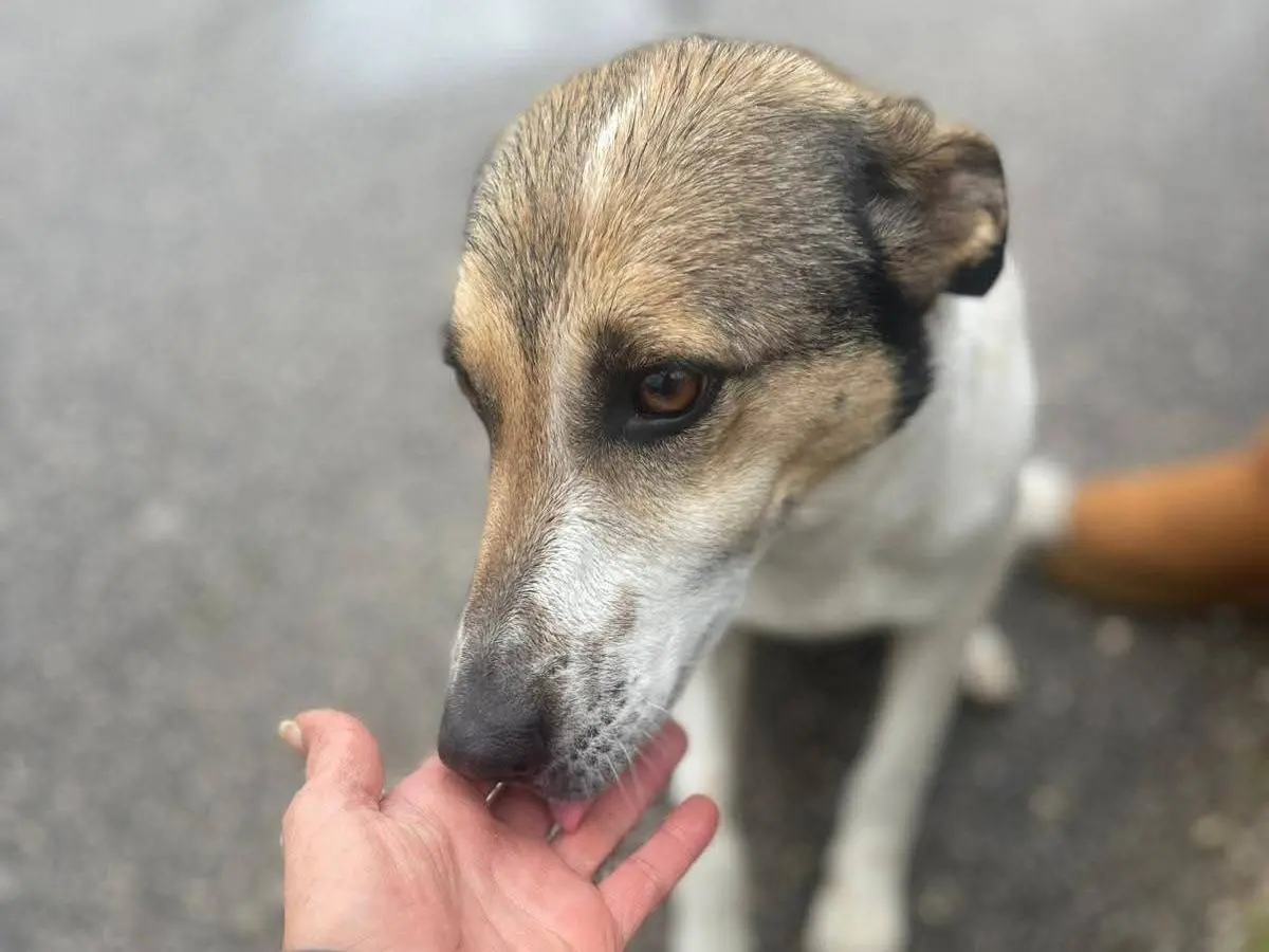 Adozione cane, femmina, Razza sconosciuta Razza sconosciuta, 1 anno e 8 mesi, taglia media contenuta, Frosinone