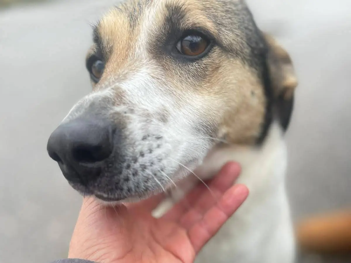 Vuoi adottare un cane a Frosinone?