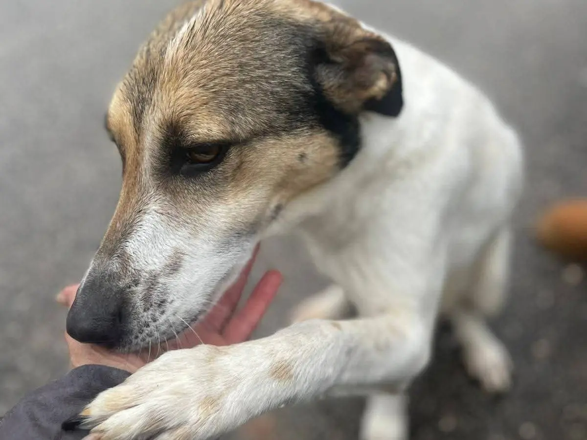 Adotta un cane, femmina, 1 anno e 8 mesi, Frosinone