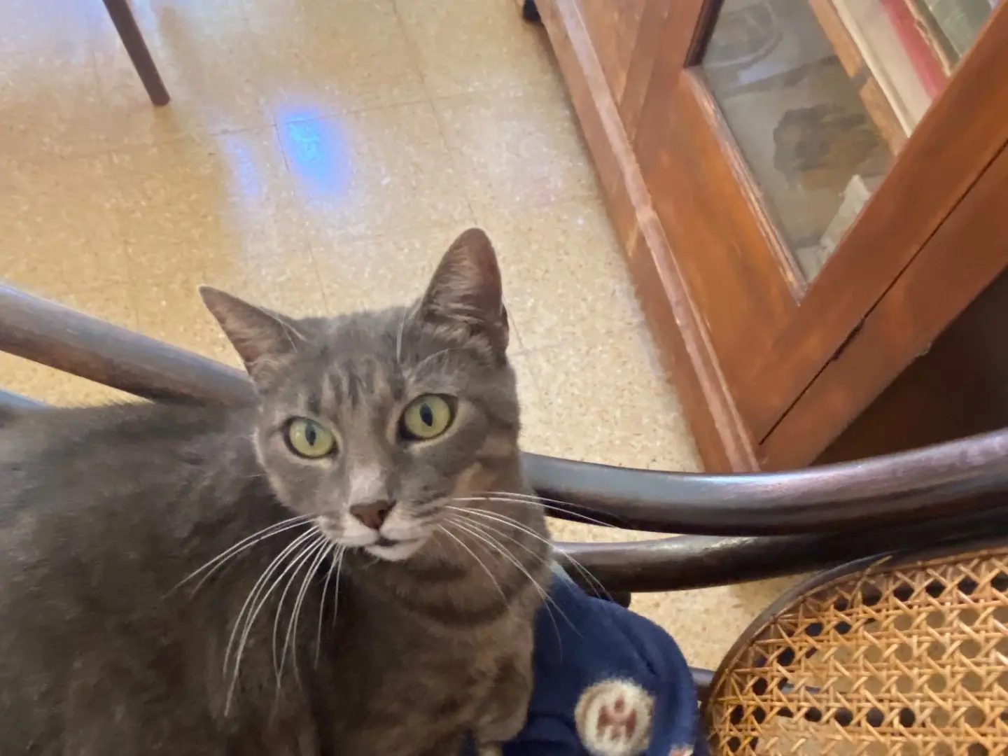 Adotta un gatto, taglia non valida, femmina, Chieti