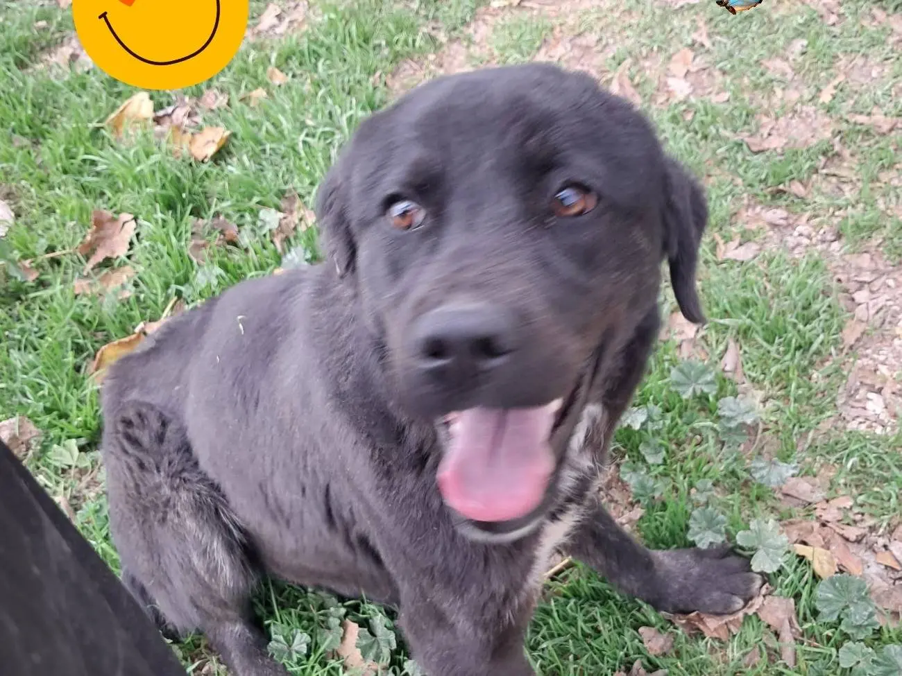 Adotta un cane, taglia media, femmina, Padova