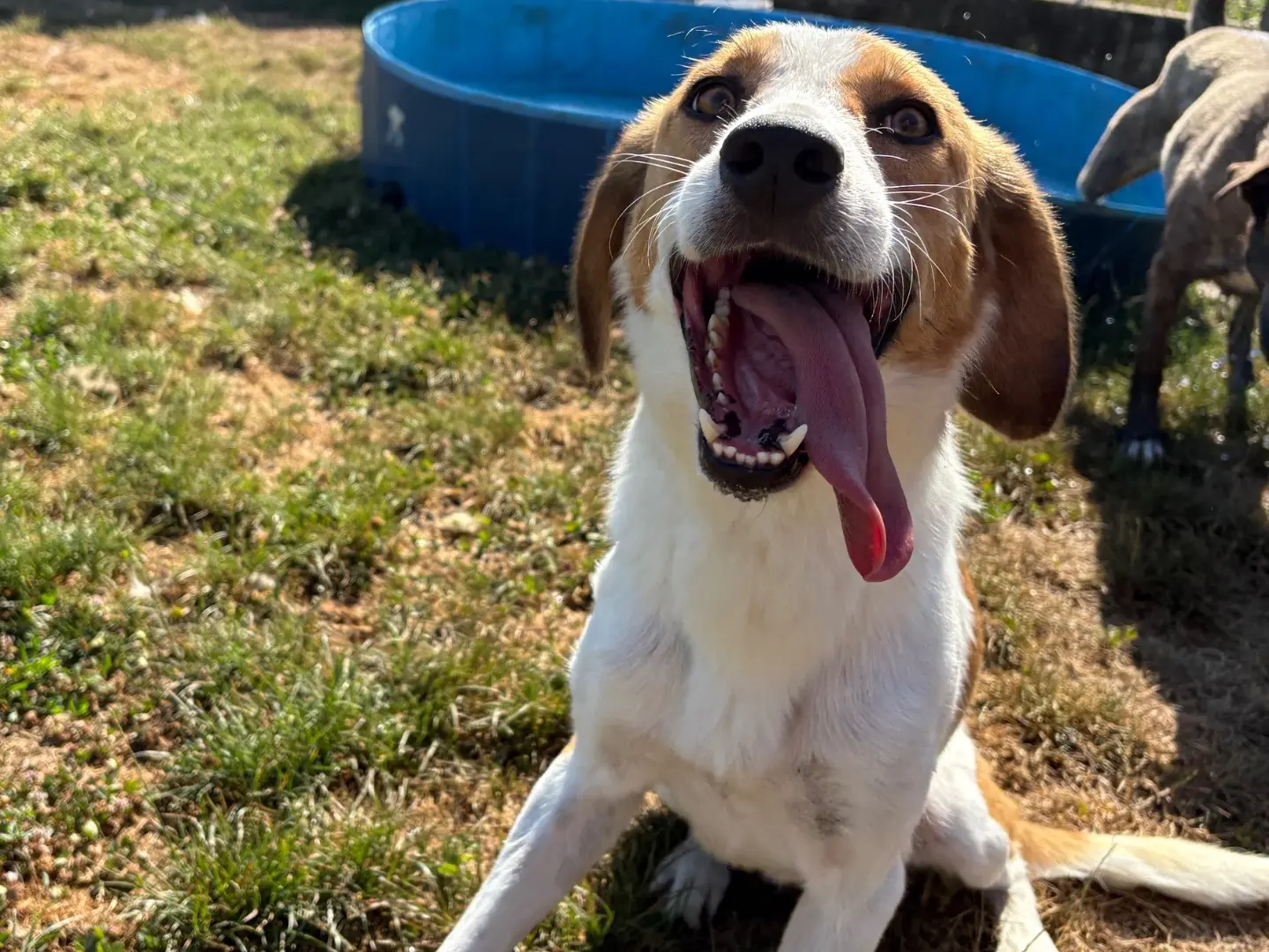 Adotta un cane, maschio, 3 anni e 9 mesi, Frosinone