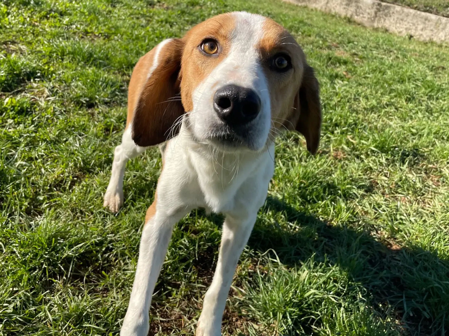 Adotta un cane, taglia media contenuta, maschio, Frosinone