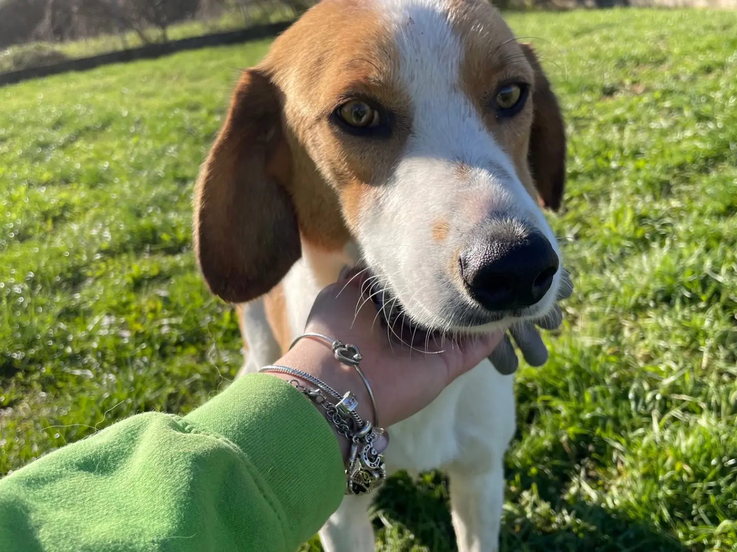 Adotta il cane zack a Frosinone