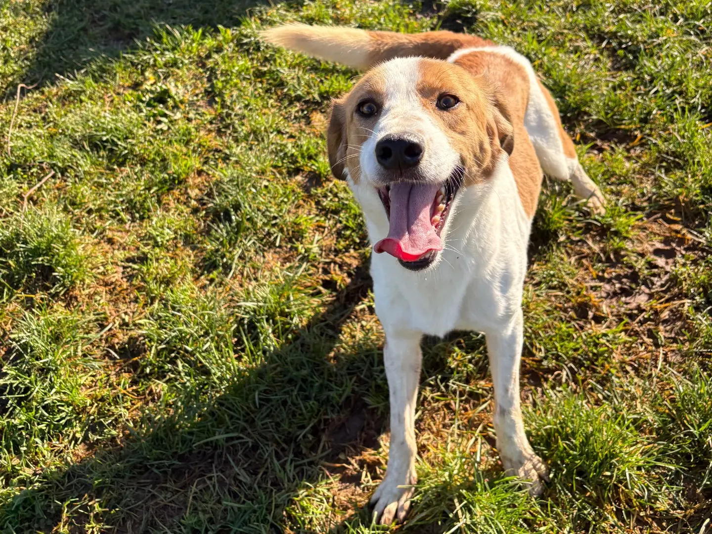 Vuoi adottare un cane a Frosinone?
