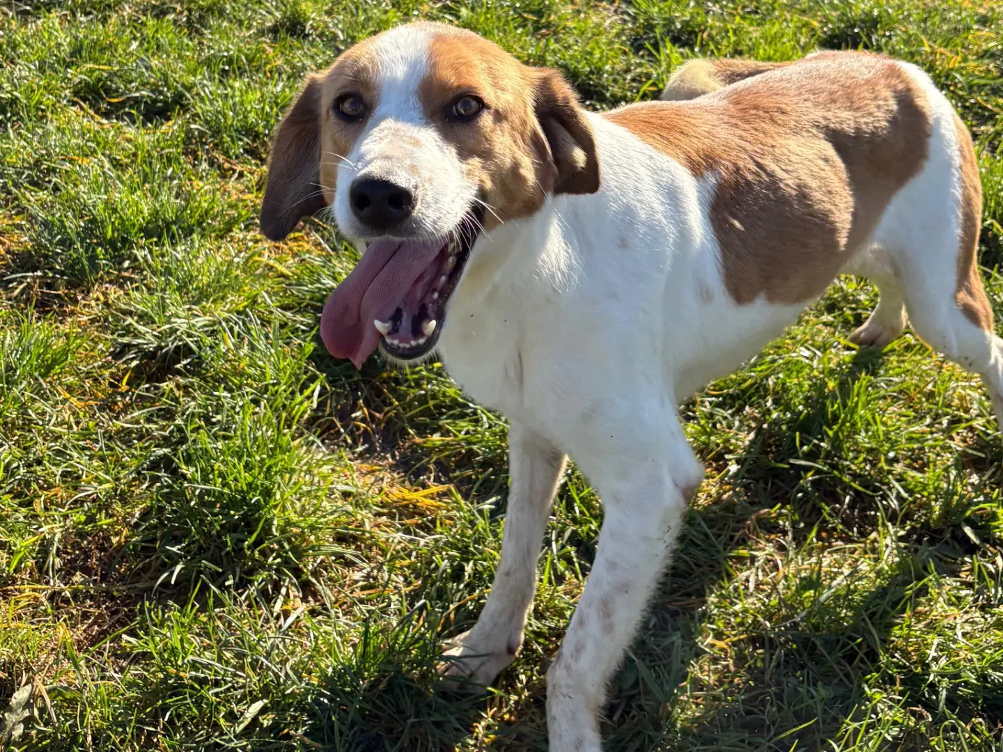 Adozione cane, maschio, Beagle Razza sconosciuta, 3 anni e 9 mesi, taglia media contenuta, Frosinone