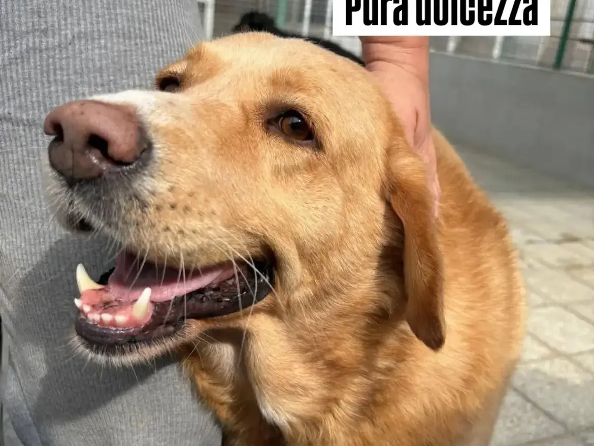 Vuoi adottare un cane a Caserta?