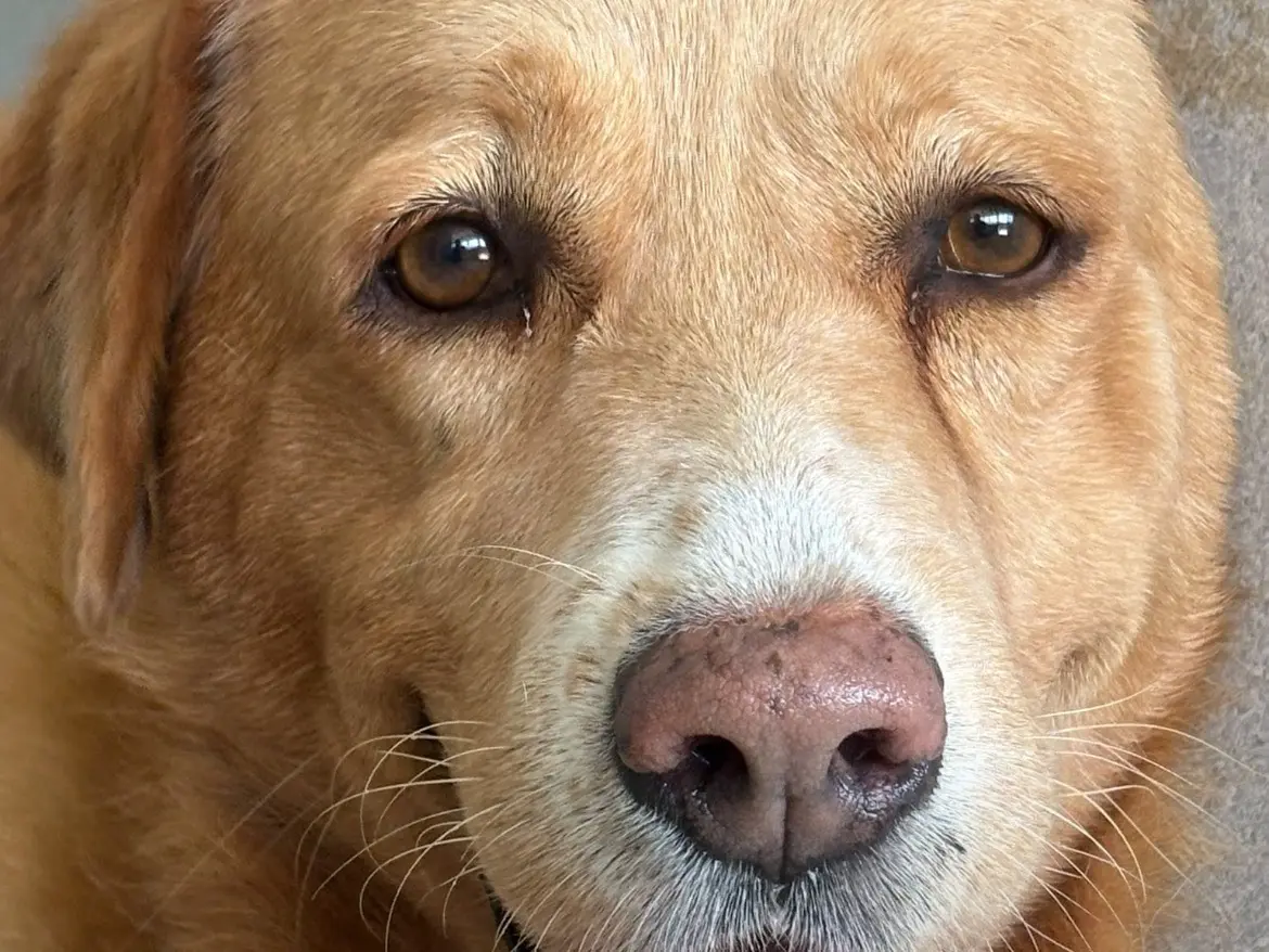Adotta il cane Candy a Caserta