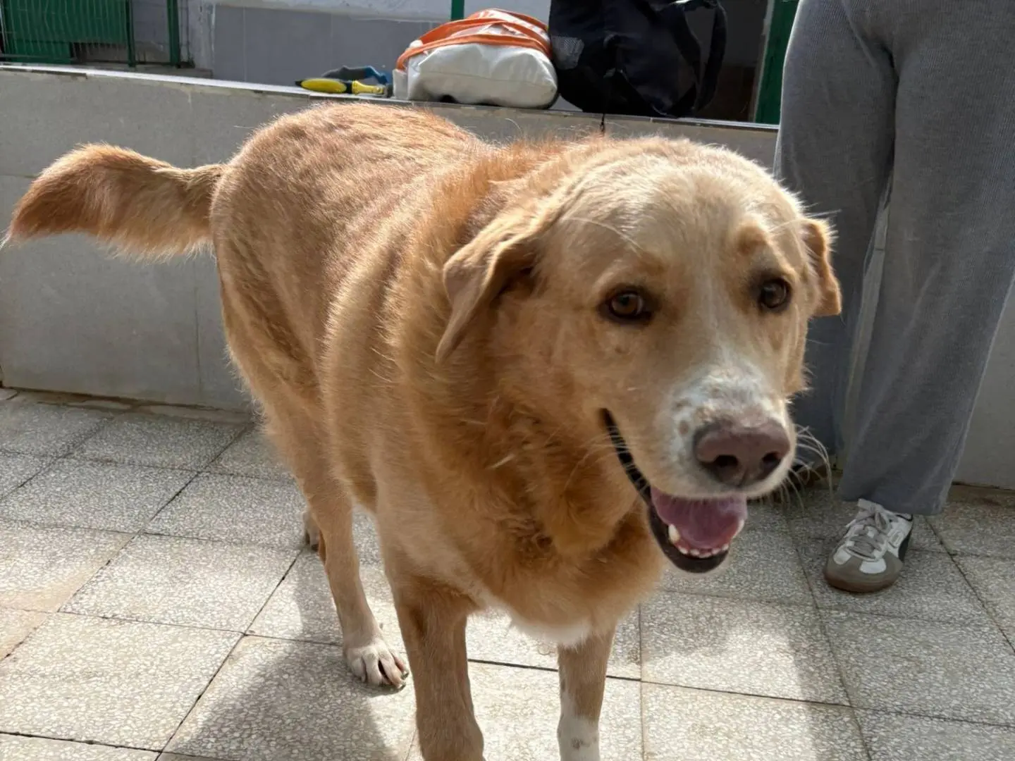 Adotta un cane, taglia grande, femmina, Caserta
