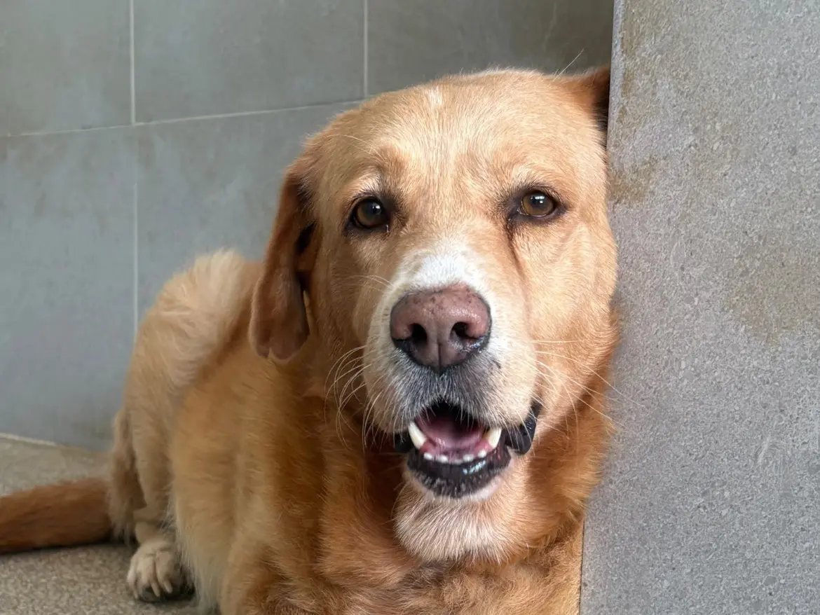 Adozione cane, femmina, Labrador Retriever Razza sconosciuta, 3 anni e 9 mesi, taglia grande, Caserta