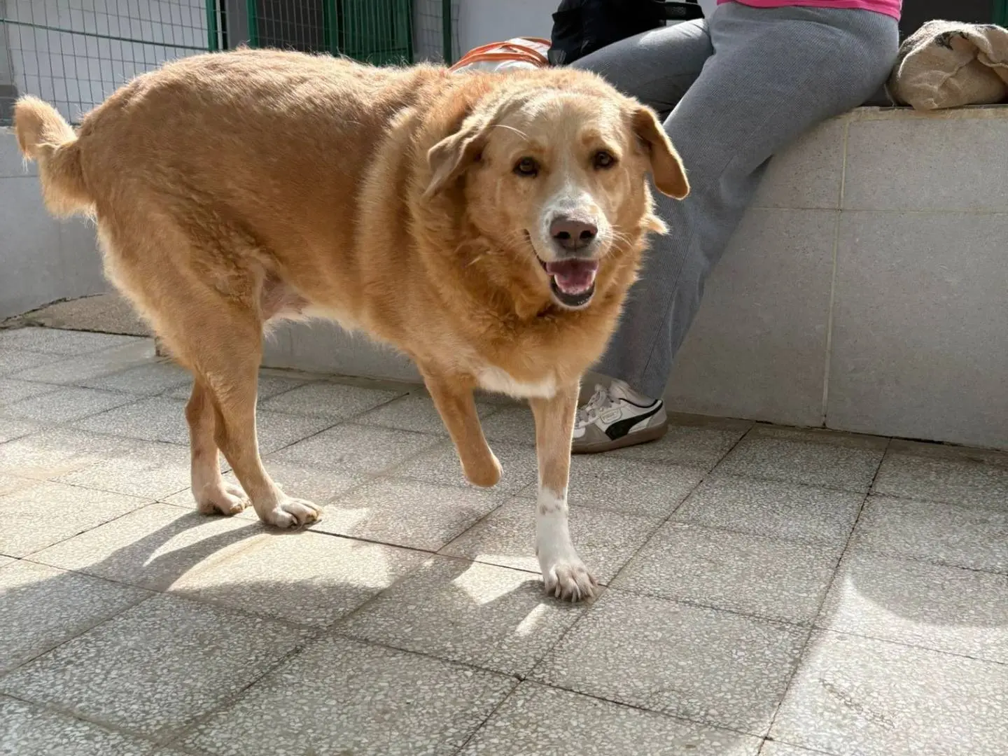 Adotta un cane, femmina, 3 anni e 9 mesi, Caserta