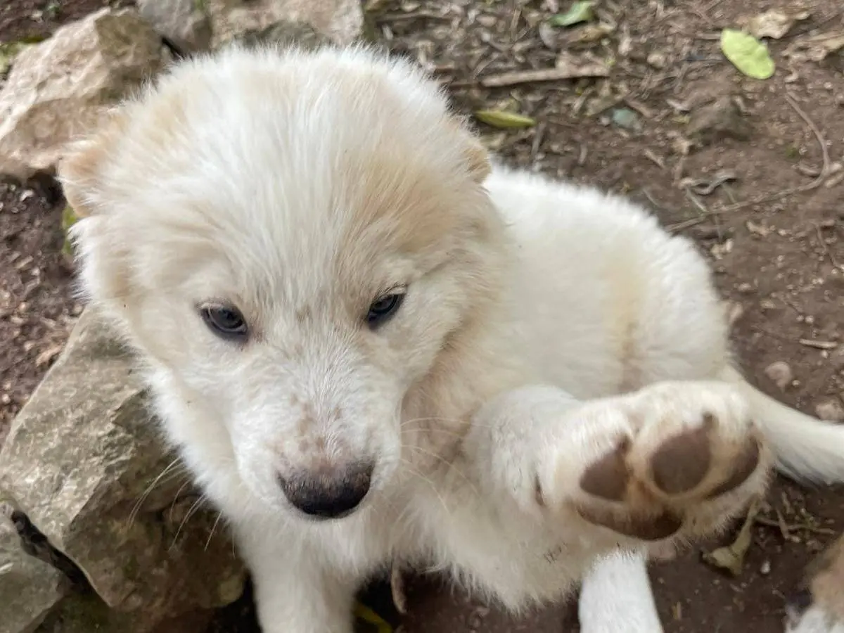 Adotta un cane, maschio, 6 mesi, Frosinone