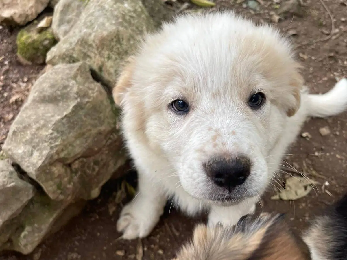 Adozione cane, maschio, Razza sconosciuta Razza sconosciuta, 6 mesi, taglia media, Frosinone