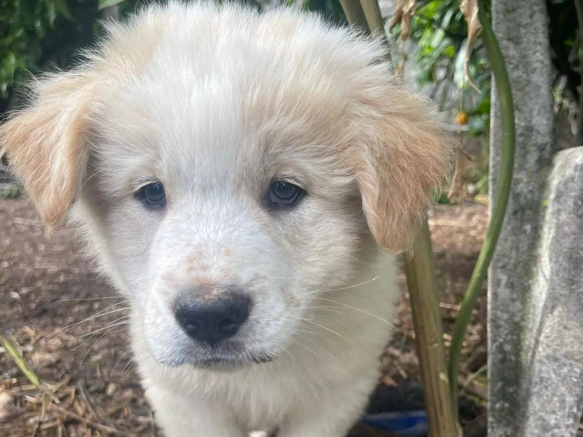 Adotta un cane, taglia media, maschio, Frosinone