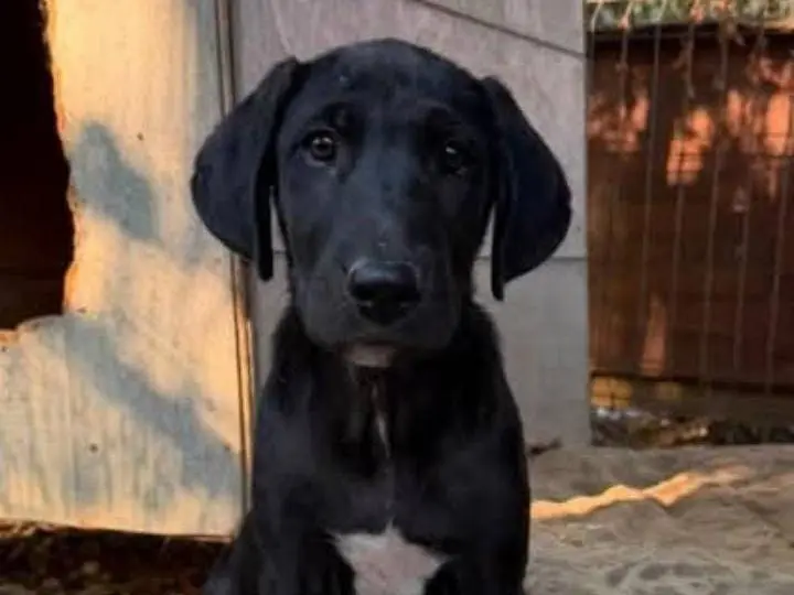 Vuoi adottare un cane a Udine?