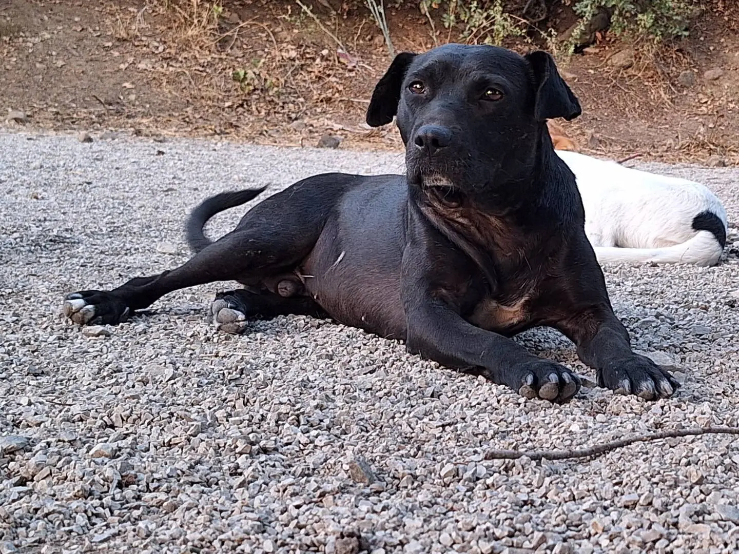 Adotta un cane, taglia media, maschio, Potenza