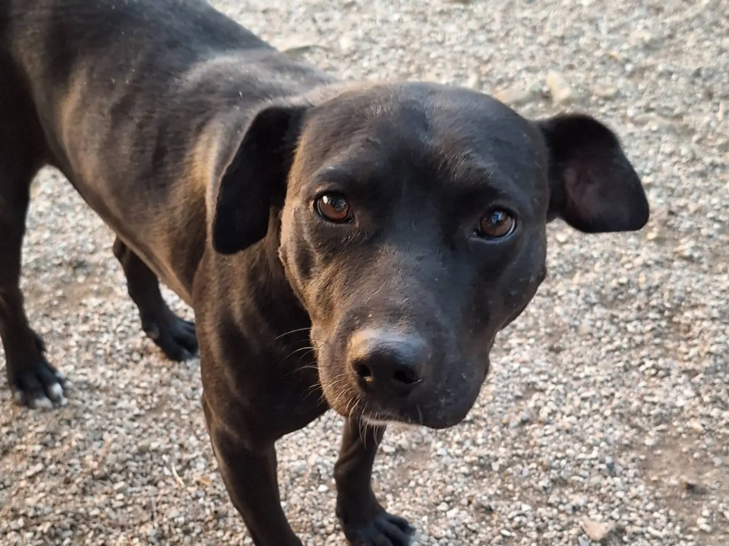 Adotta un cane, maschio, 4 anni e 10 mesi, Potenza