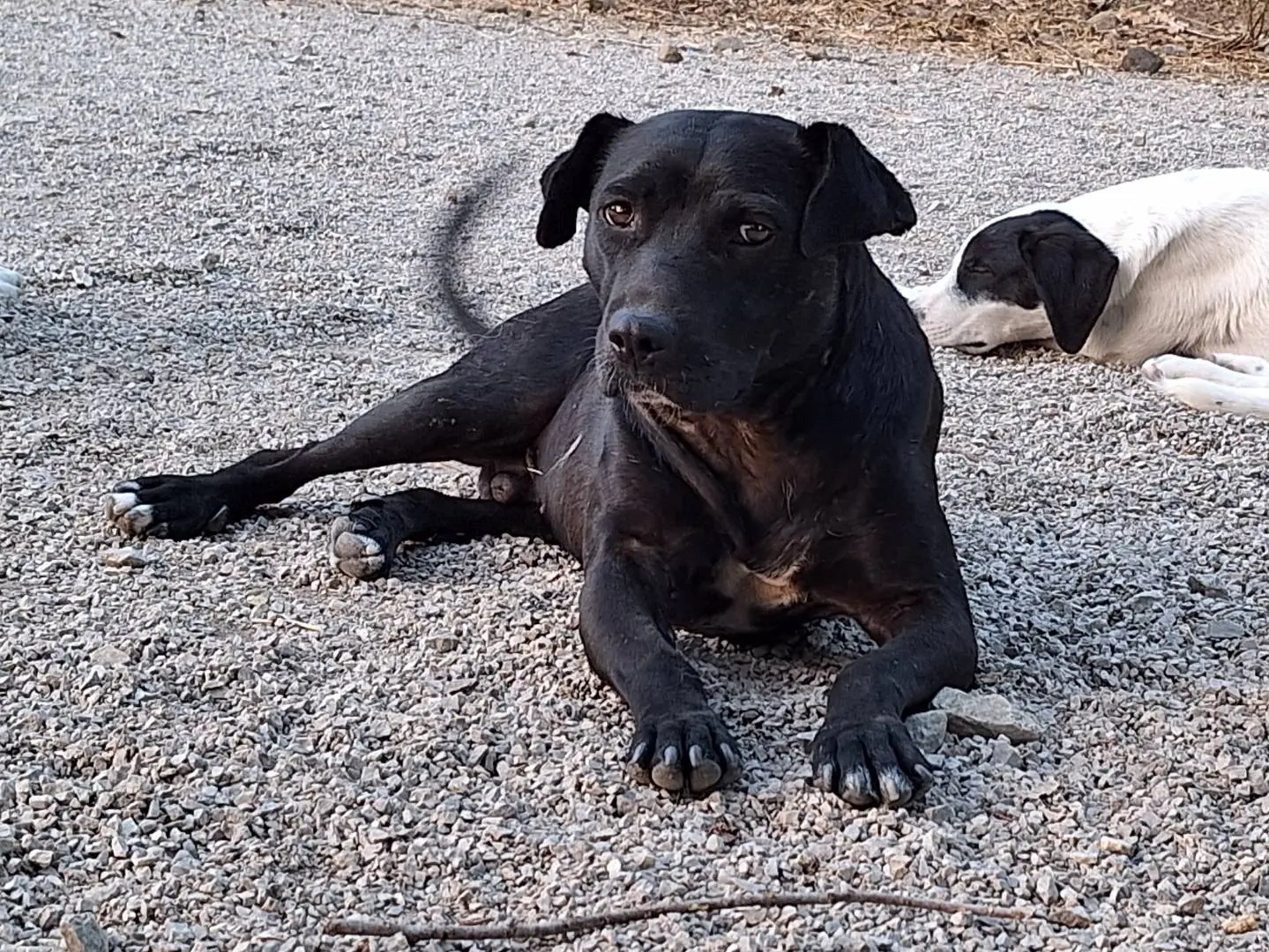 Adozione cane, maschio, meticcio, 4 anni e 10 mesi, taglia media, Potenza