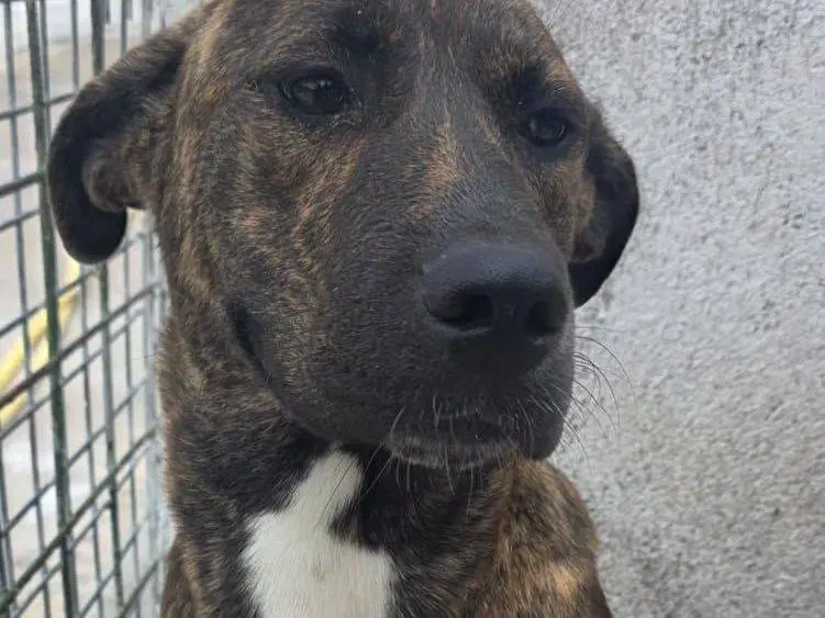 Adozione cane, femmina, Razza sconosciuta Razza sconosciuta, 1 anno, taglia grande, Crotone
