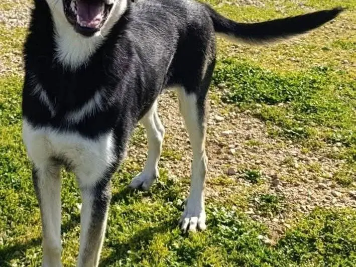 Adotta il cane Kevin a Bari