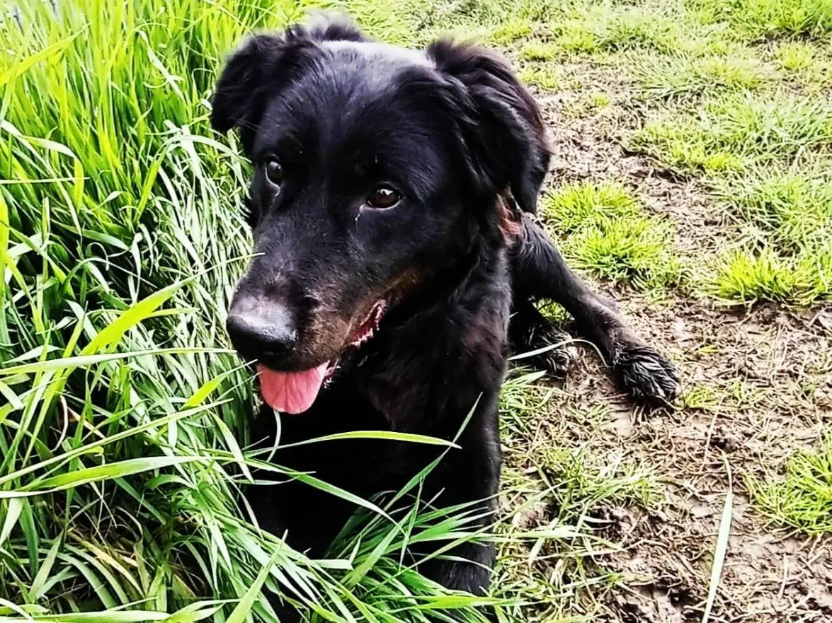 Vuoi adottare un cane a Latina?