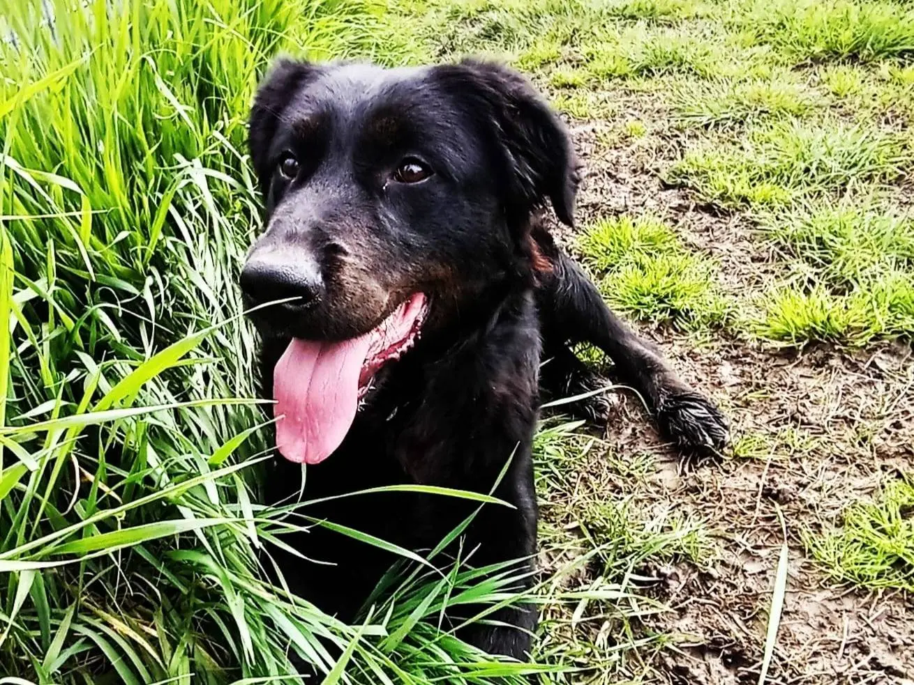 Adotta un cane, taglia media, femmina, Latina