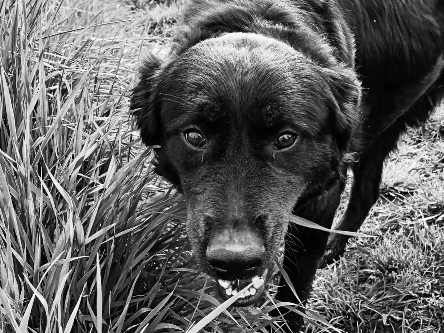 Adotta un cane, femmina, 2 anni e 4 mesi, Latina