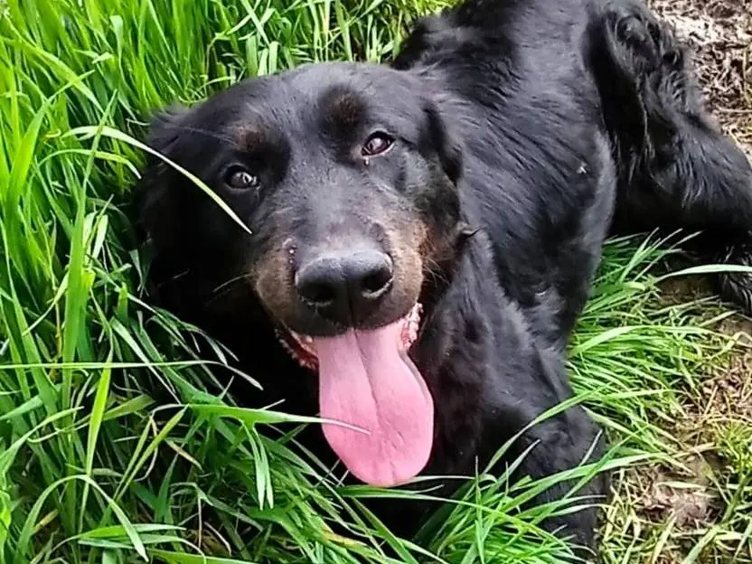 Adozione cane, femmina, Razza sconosciuta Razza sconosciuta, 2 anni e 4 mesi, taglia media, Latina