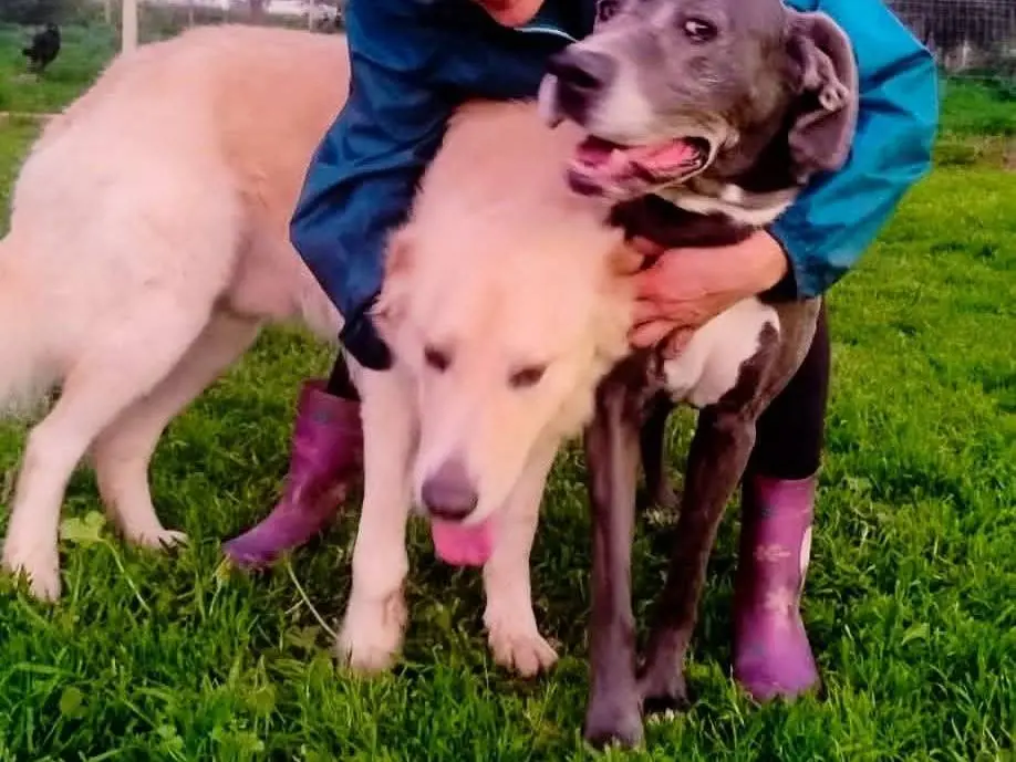 Adotta il cane Forty a Siracusa