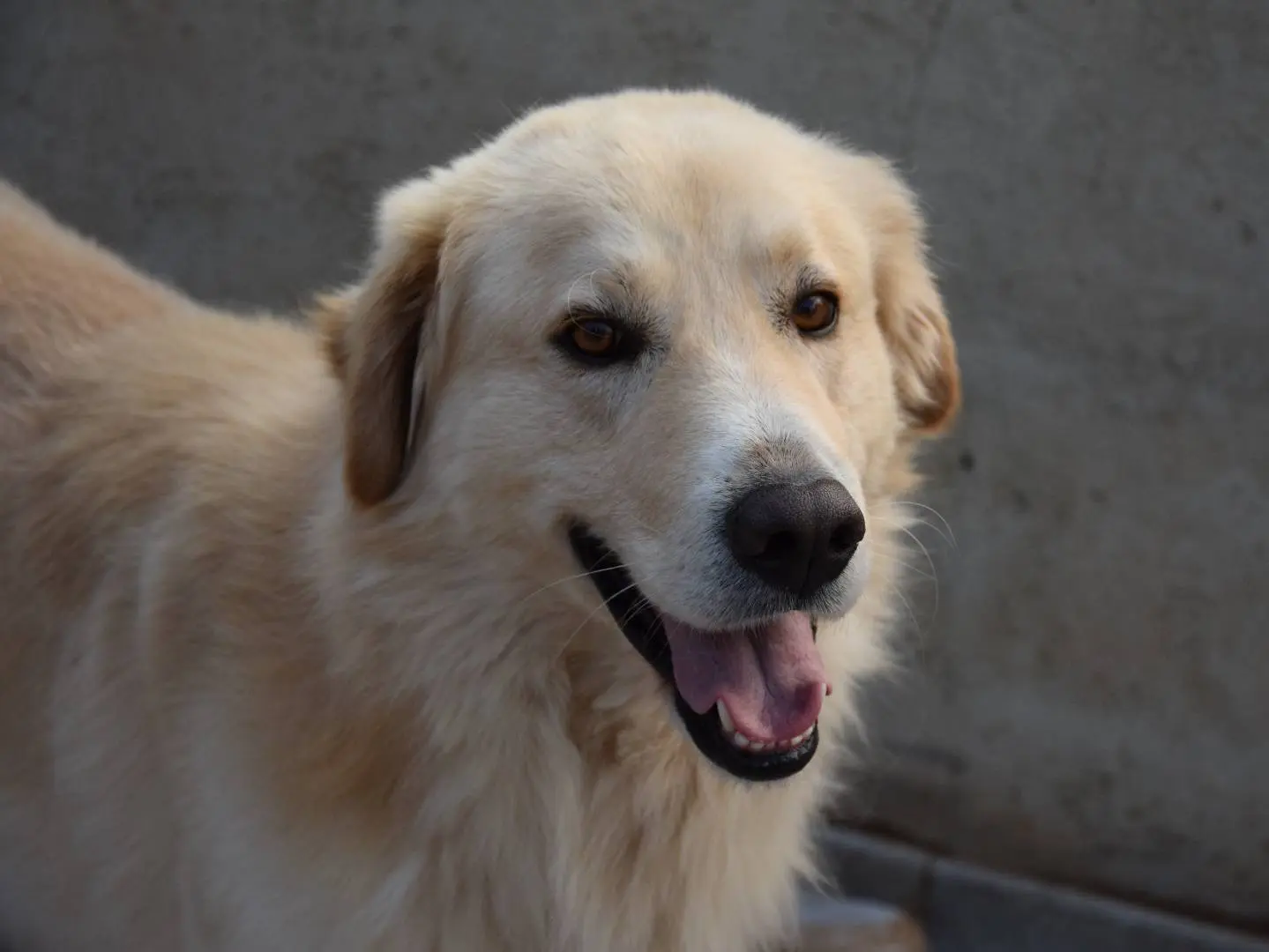 Adozione cane, maschio, Pastore maremmano Labrador Retriever, 2 anni e 9 mesi, taglia gigante, Siracusa