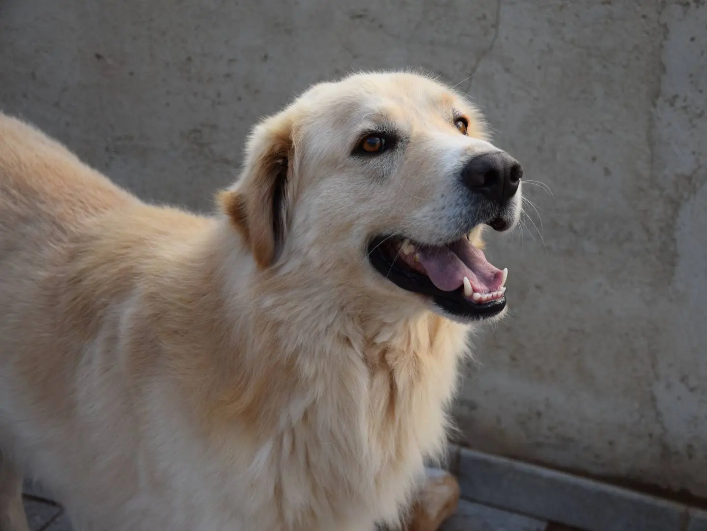 Vuoi adottare un cane a Siracusa?