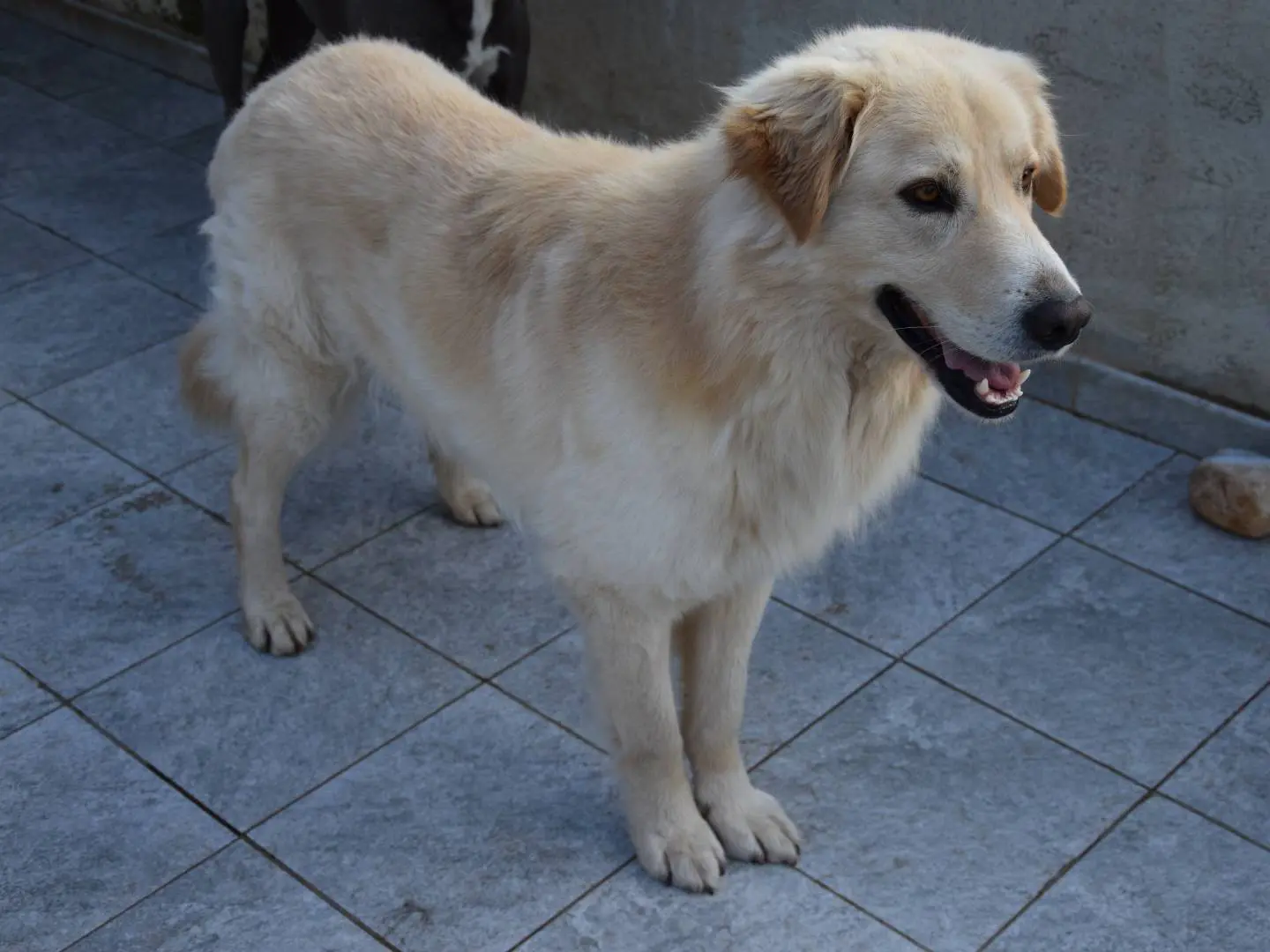 Adotta un cane, maschio, 2 anni e 9 mesi, Siracusa