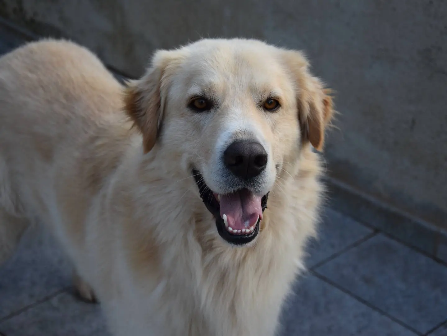 Adotta un cane, taglia gigante, maschio, Siracusa
