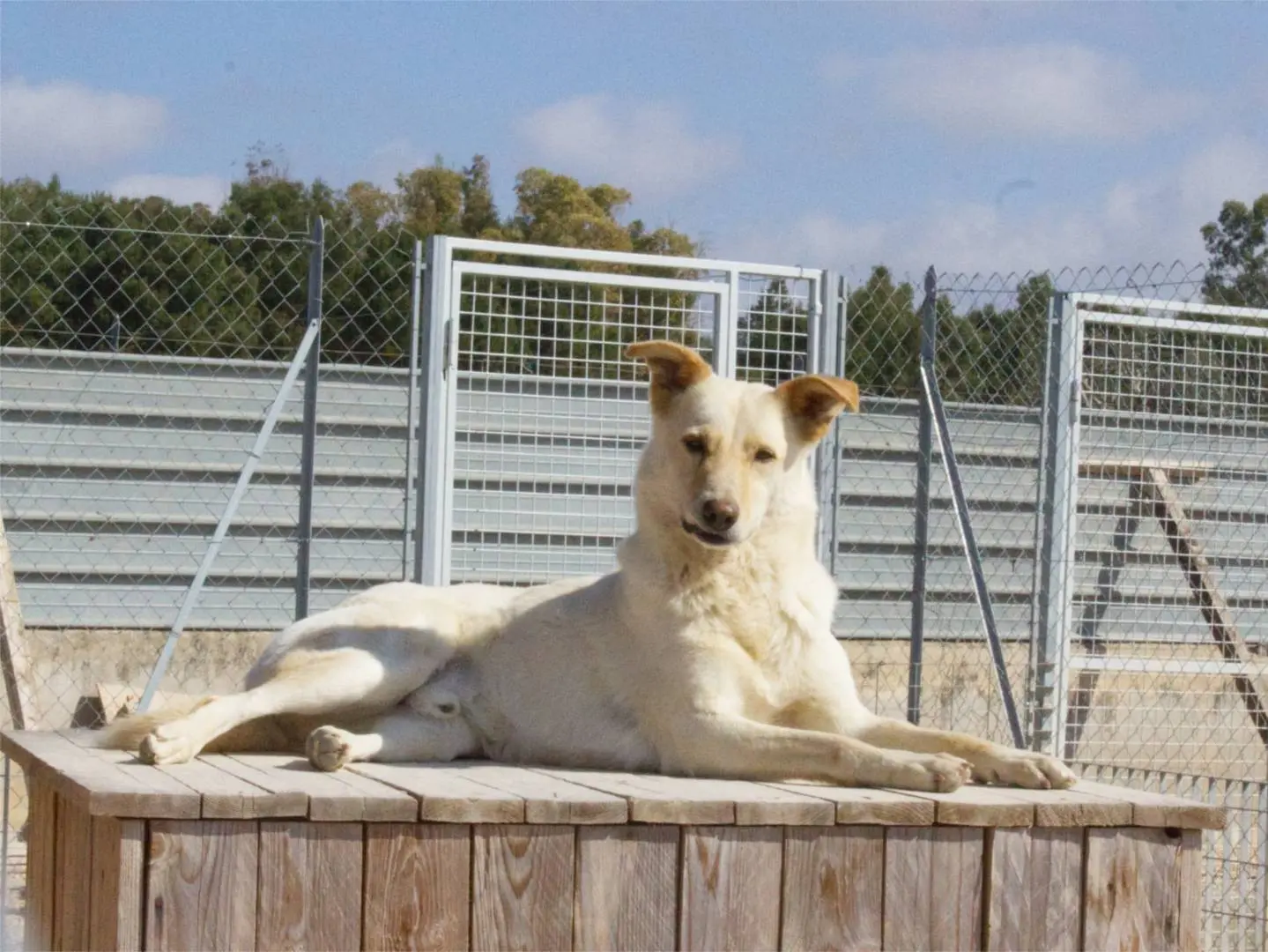 Adotta un cane, taglia media, maschio, Taranto