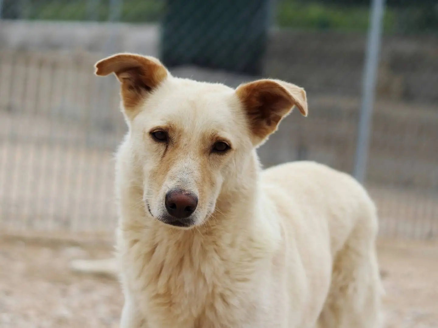 Adozione cane, maschio, meticcio, 9 anni, taglia media, Taranto